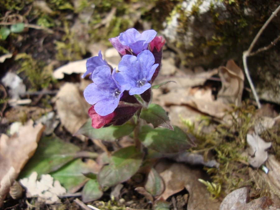 Pulmonaria